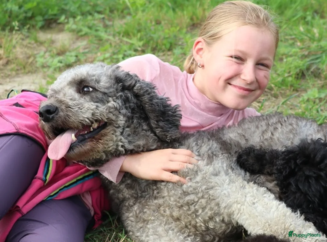 Labradoodle honden te koop: doodle pups beschikbaar  - Advertentie 6