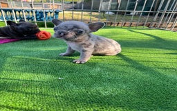 Franse Bulldog honden te koop: Franse Bulldog pups in huis opgevoed  - Afbeelding 5