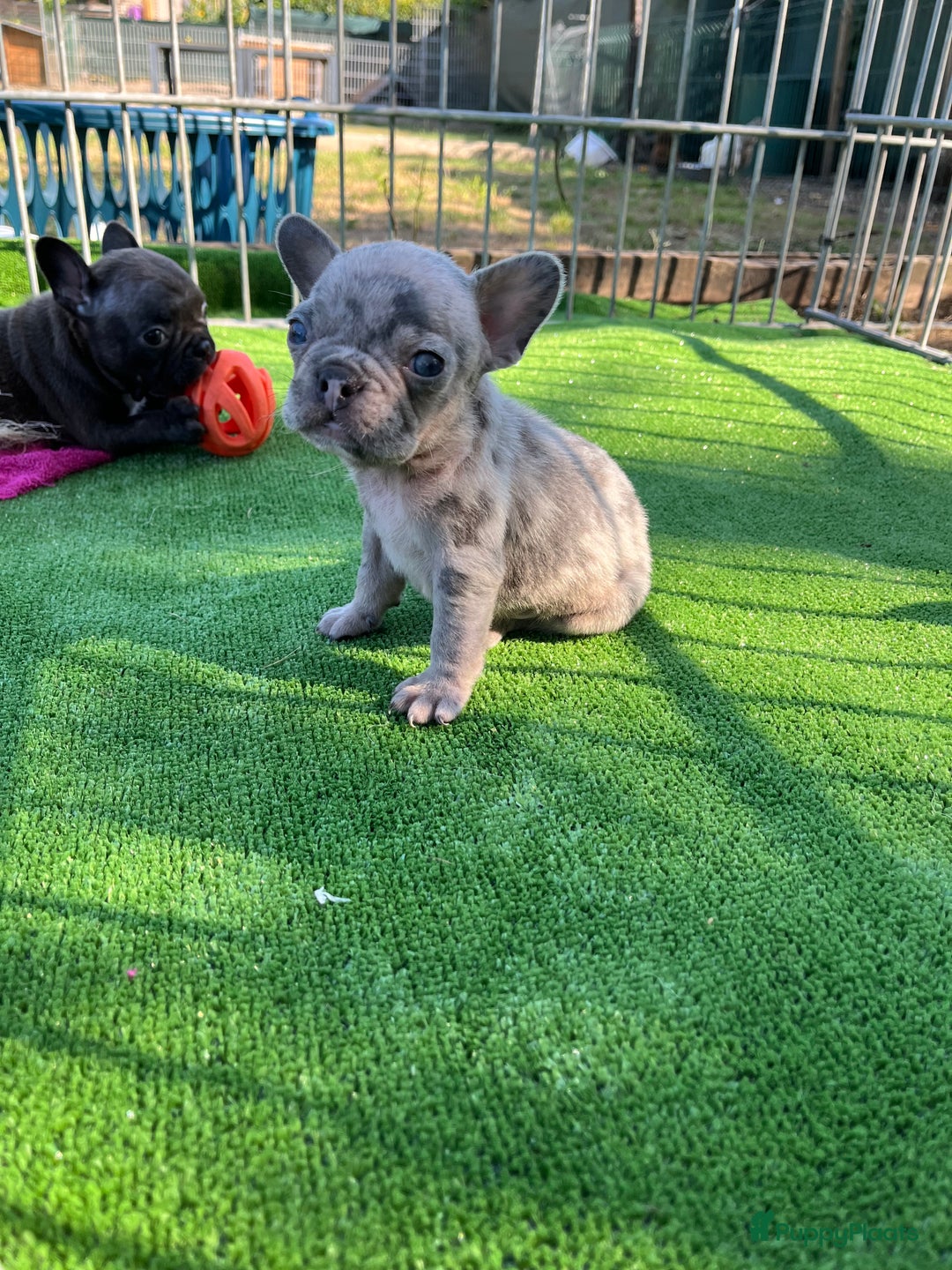 Franse Bulldog honden te koop: Franse Bulldog pups in huis opgevoed  - Afbeelding 5