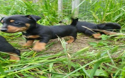 Jack Russel Terriër honden te koop: Jack russel. × yoypoedel - Afbeelding 3
