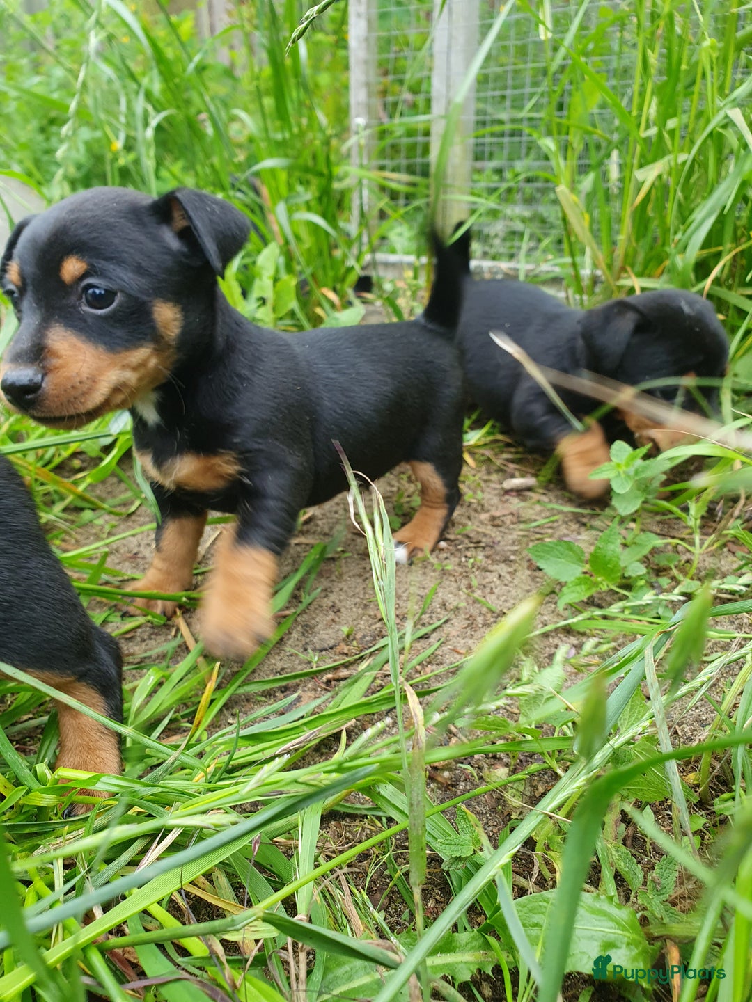 Jack Russel Terriër honden te koop: Jack russel. × yoypoedel - Afbeelding 3