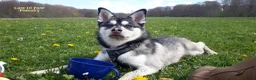 Pomsky honden te koop: Pomsky puppy’s F4+, 100% Amerikaanse bloedlijn - Advertentie 16