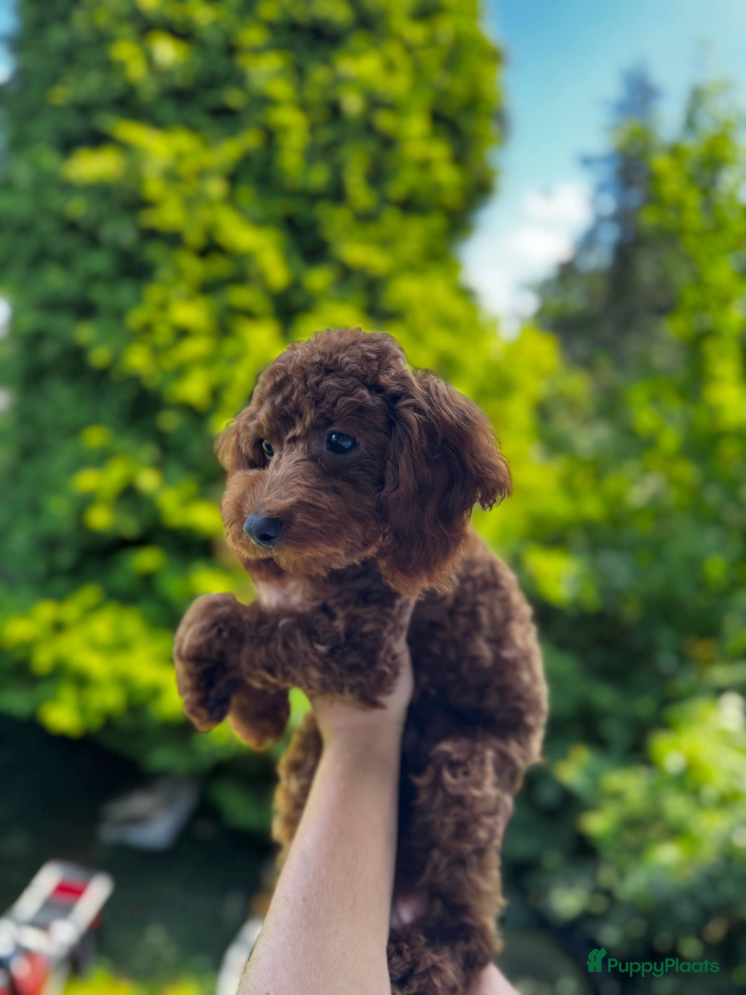 Poedel Toy honden Toypoedel reutjes – Gezond, zindelijk & lief - Advertentie 1