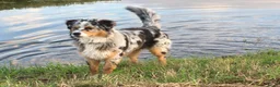 Kruising honden te koop:  Australian Shepherd (75%) x Bordercollie (25%) - Advertentie 20