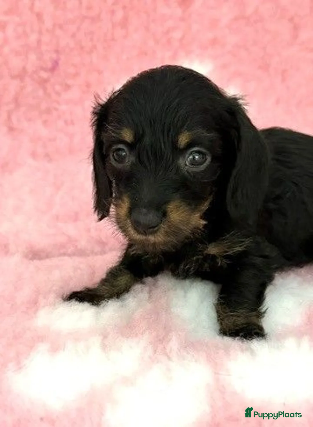 Ruwhaar Teckel honden te koop: Ruwhaar Kaninchen teckel pups - Advertentie 12