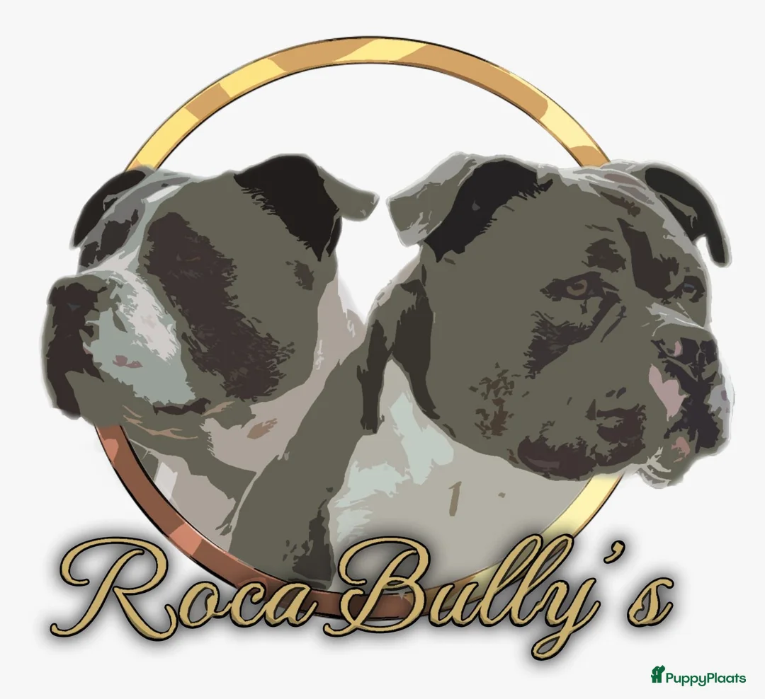 Amerikaanse Bully honden te koop: American Bully XL pups verwacht in Loosdrecht - Advertentie 14
