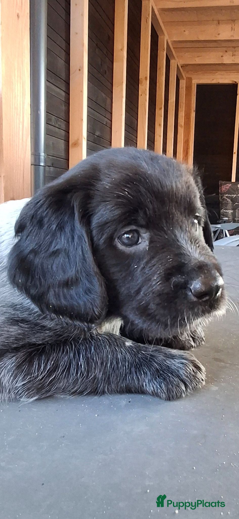 Kruising honden Prachtige friese stabij kruising  - Advertentie 5