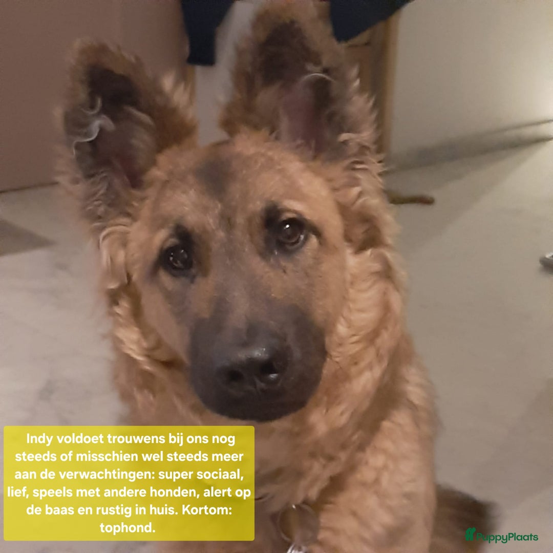 Kruising honden te koop: Prachtige pups Herdermix X Altdeutsche Hütehund  - Afbeelding 18