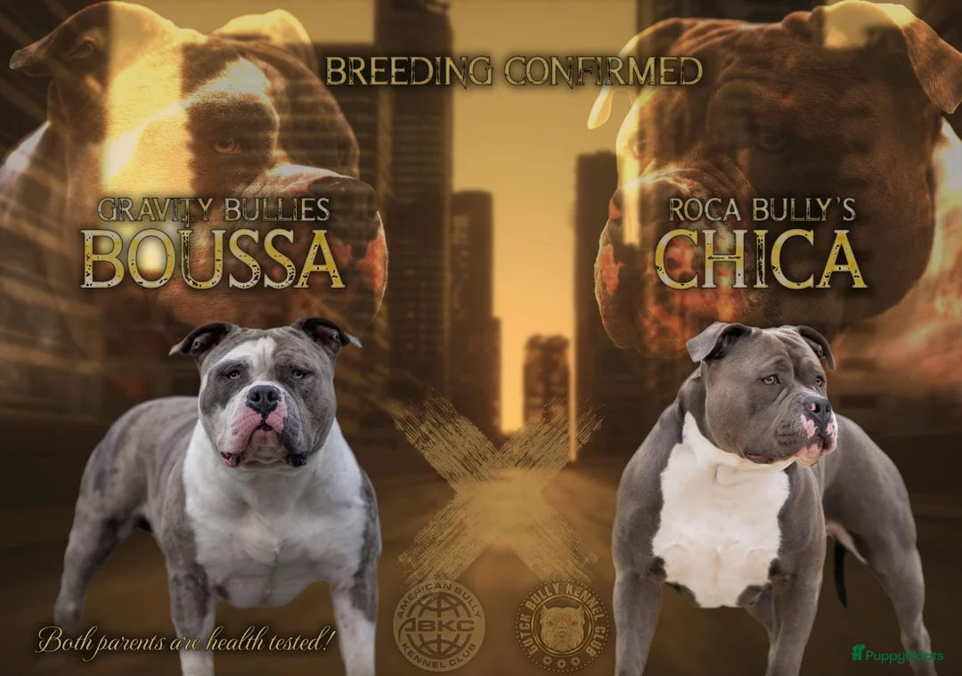 Amerikaanse Bully honden te koop: American Bully XL pups verwacht in Loosdrecht - Advertentie 2