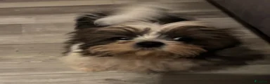 Shih Tzu 2