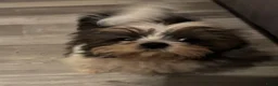Shih Tzu honden te koop: Shih Tzu 3/4 - Advertentie 3