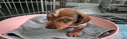 Teckel (korthaar)  honden te koop: Dwerg teckel pups - Advertentie 18