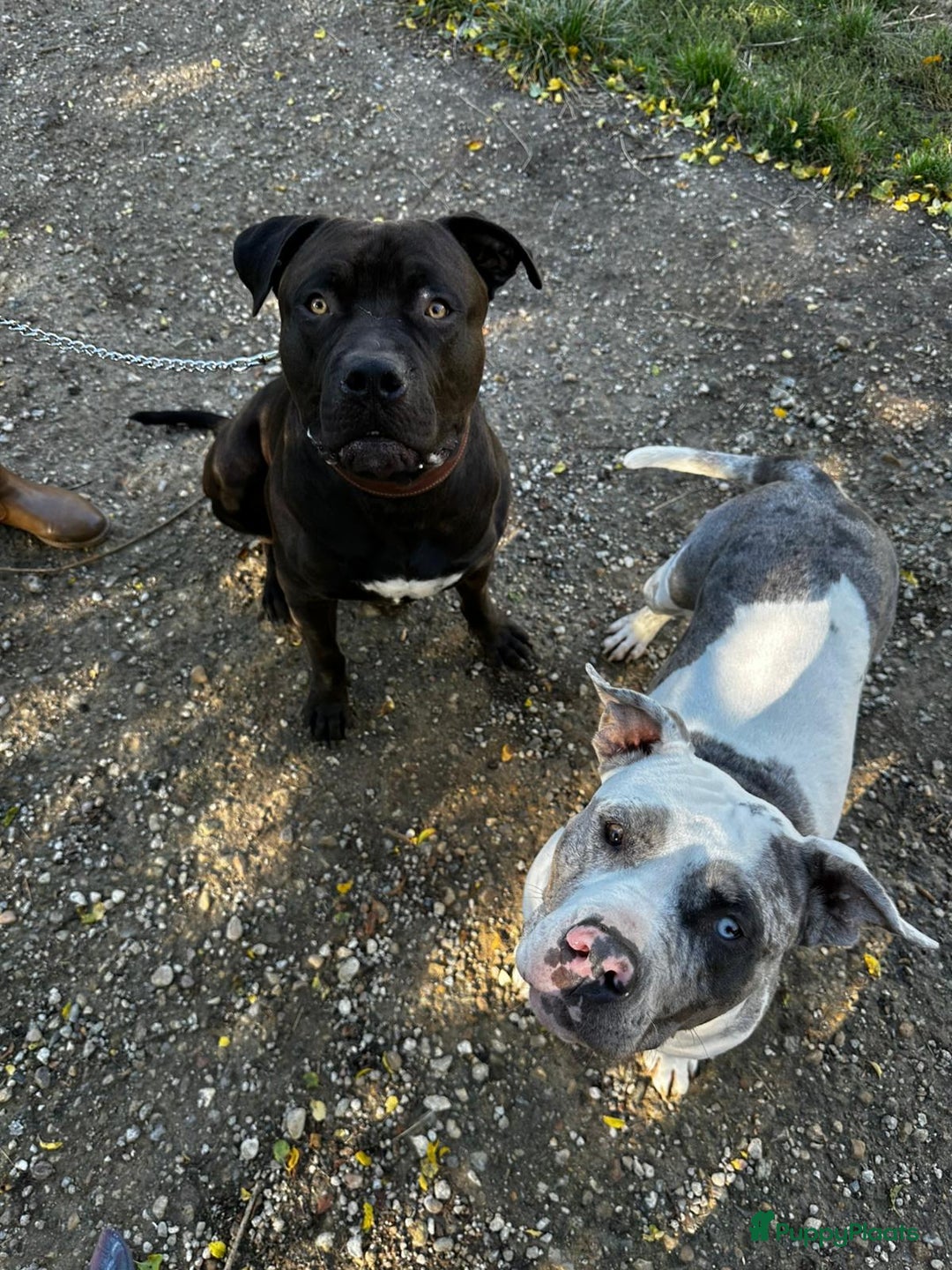 Amerikaanse Bully honden te koop: American Bully XL - Black Merle - Advertentie 14