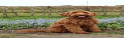 Australian Labradoodle honden te koop: 🐾 PUPPY’S VERWACHT VAN SUUS & BILLY 🐾 - Advertentie 3