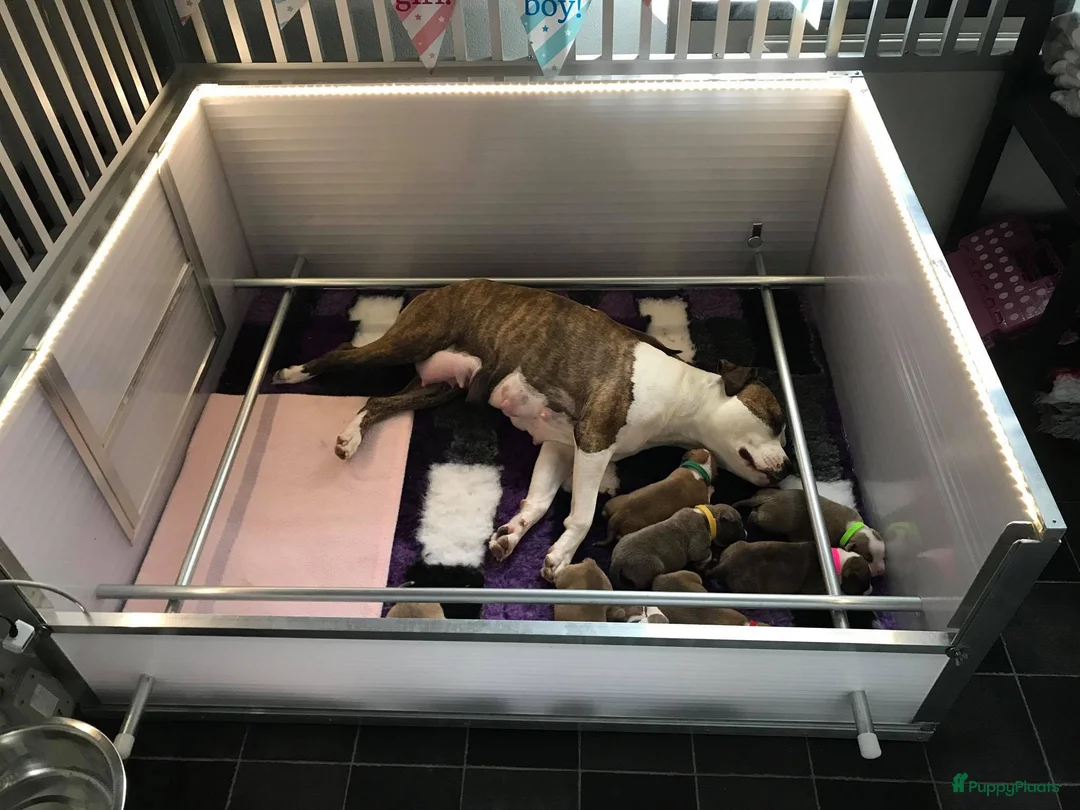 Galerij afbeelding {{count}}