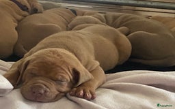 Amerikaanse Bully honden te koop: American Bully XL pups met ABKC stamboom - Afbeelding 13