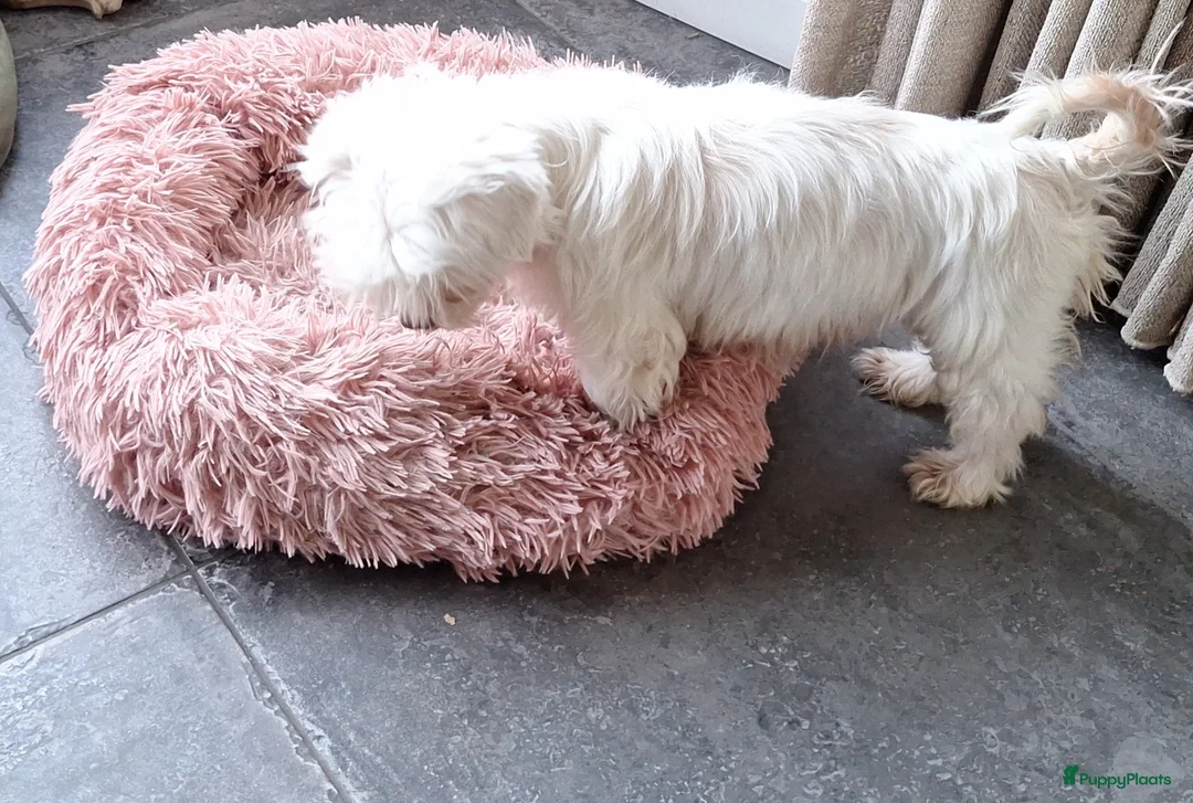 Maltezer honden te koop: Maltezer leeuwtje. 7 jaar - Advertentie 6