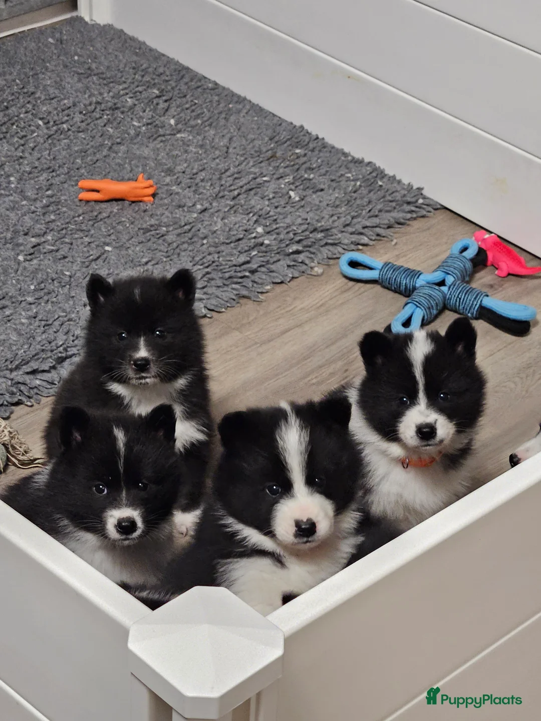 Kruising honden te koop: Pups samojeed j akita  - Advertentie 6