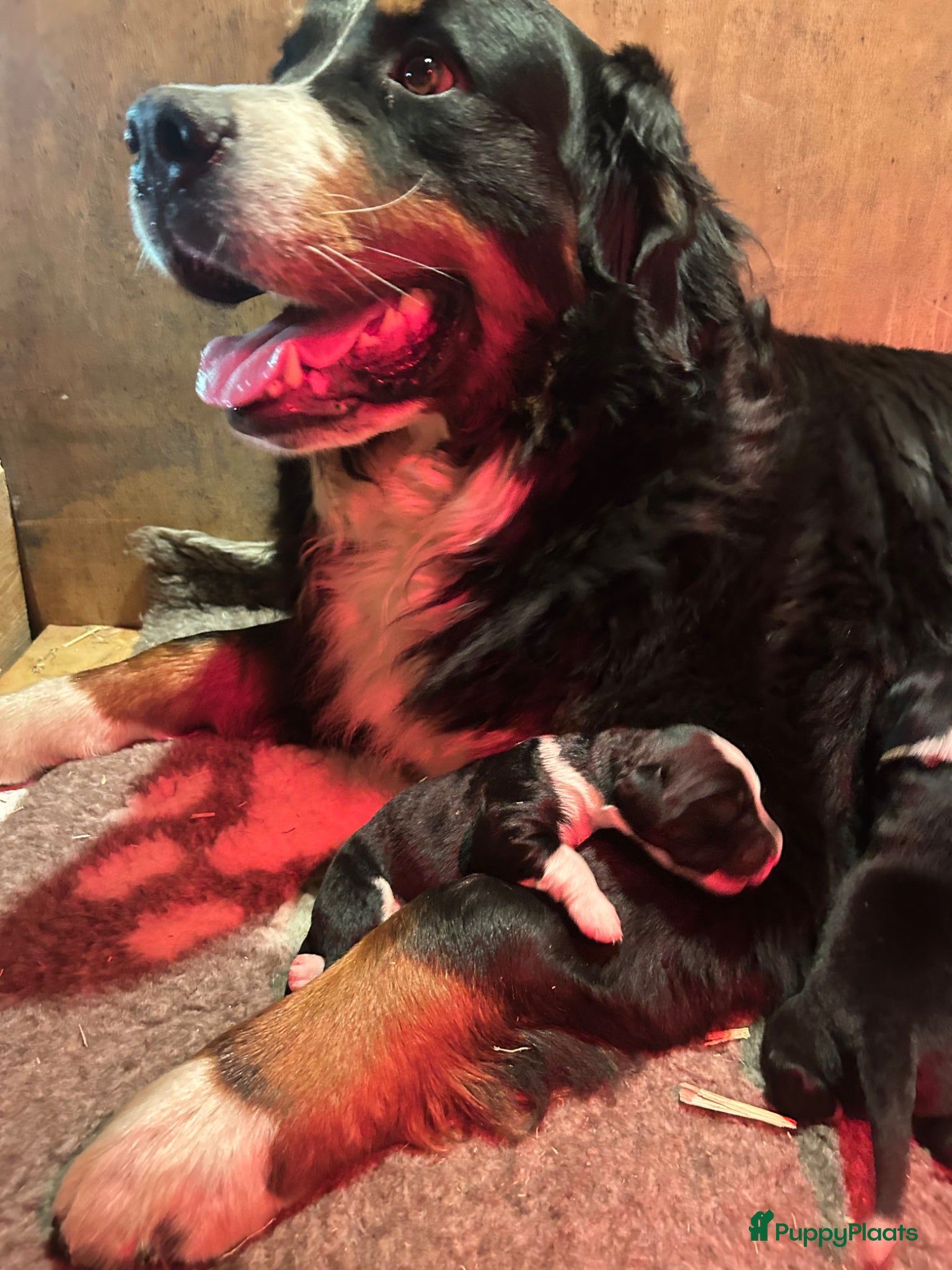 Kruising honden Kruising Berner Sennen x Friese stabij - Advertentie 2