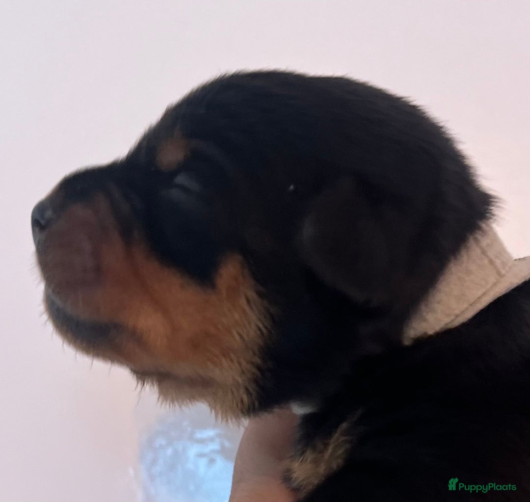 Kruising honden te koop: Carlin Pinscher Pups - Advertentie 5