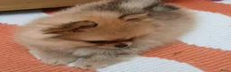 Pomchi honden te koop: Pomeriaan pups - Advertentie 14