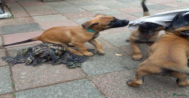 Mechelse Herder honden - Advertentie 1