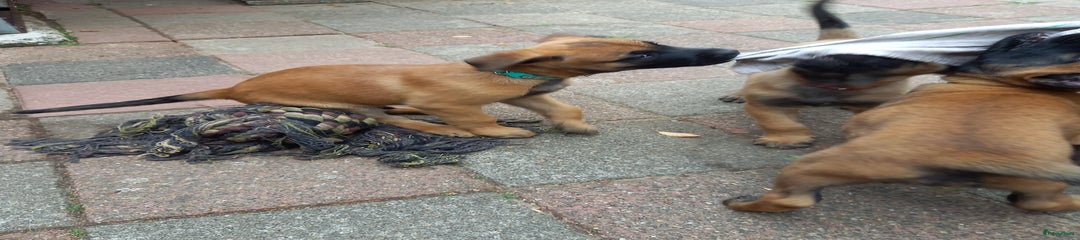 foto 5 Grijs