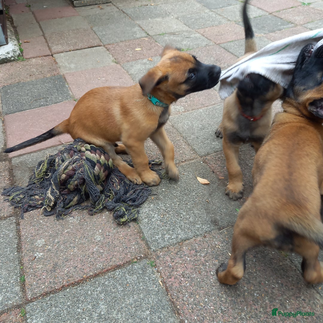 Mechelse Herder honden te koop: Puppy's Mechelse herder - mogen naar nieuw huisje - Afbeelding 2