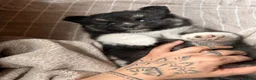 Pomsky honden te koop: 6 pomskys in Langeweg - Advertentie 12