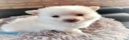 Pomeriaan honden te koop: Nog twee prachtige creme pomeranian puppys!❤️ - Advertentie 6