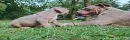 Amerikaanse Bully honden te koop: American Bully XL - Advertentie 5