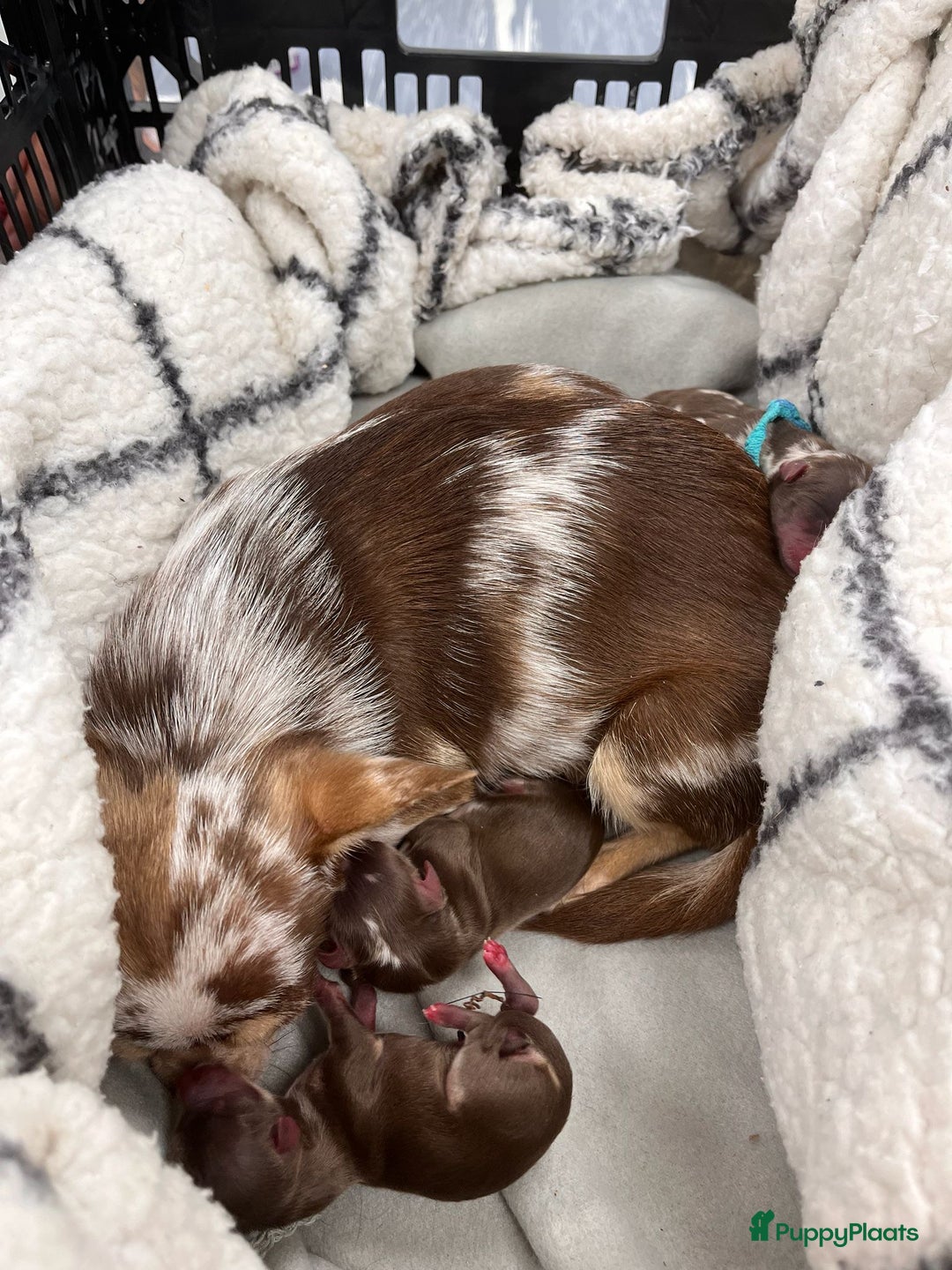 Chihuahua honden te koop: 6 lieve Chihuahua puppy’s - Advertentie 2