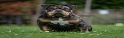 Amerikaanse Bully honden ter dekking: American Bully pocket dekreu  - Advertentie 3