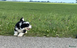 Spaanse Waterhond honden te koop: Spaanse Waterhond pups - Afbeelding 4