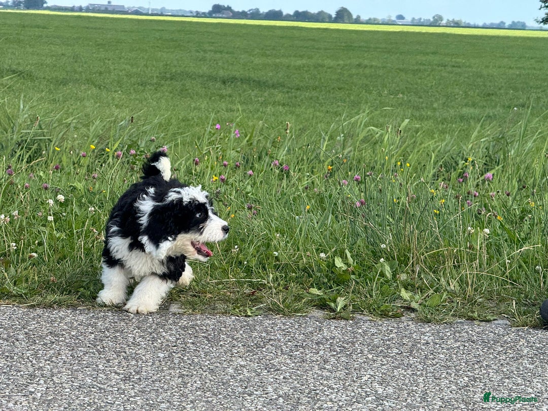 Spaanse Waterhond honden te koop: Spaanse Waterhond pups - Afbeelding 4