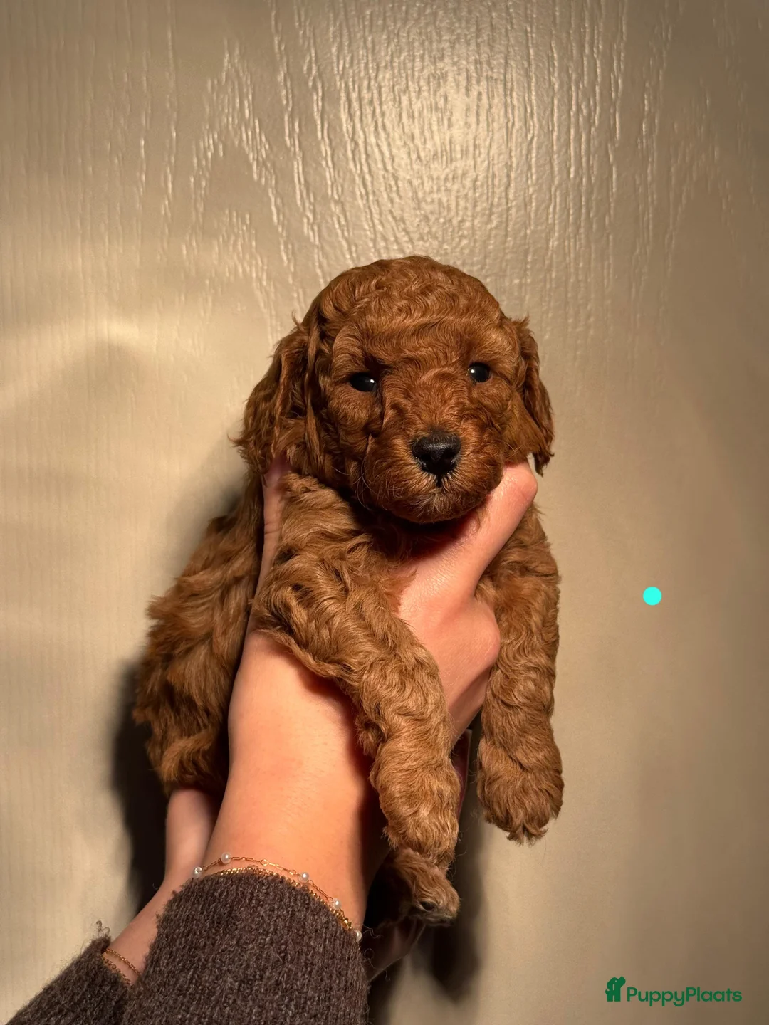 Poedel Toy honden te koop: Toy poedel pups in Geldrop - Advertentie 1