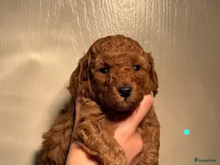 Poedel Toy honden Toy poedel pups - Advertentie 1