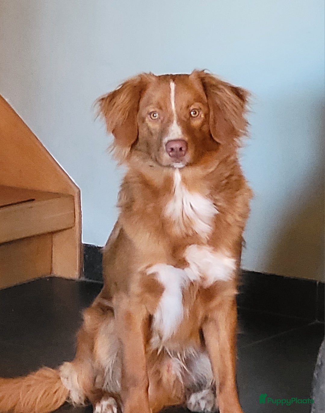 Nova Scotia Duck Tolling Retriever honden ter dekking: Nova scotia duck tolling retriever reu ter dekking in Heerewaarden - Afbeelding 5