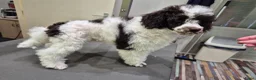 Poedel honden ter adoptie: Gastgezin gezocht voor middenslag poedel  - Advertentie 6