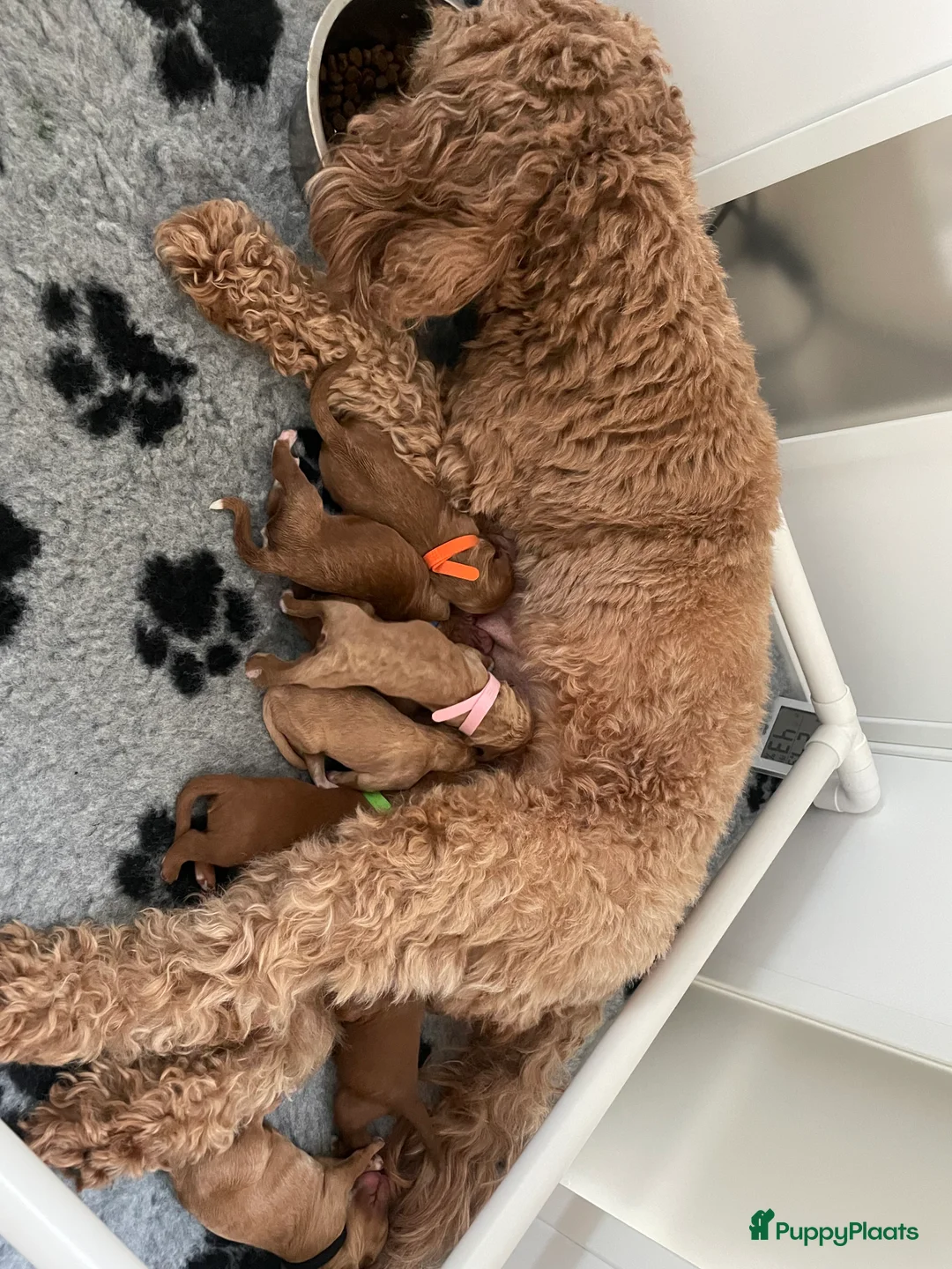 Australian Labradoodle honden te koop: Australian Labradoodle Medium met stamboom  in Sluiskil - Advertentie 2