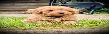 Poedel Toy 1