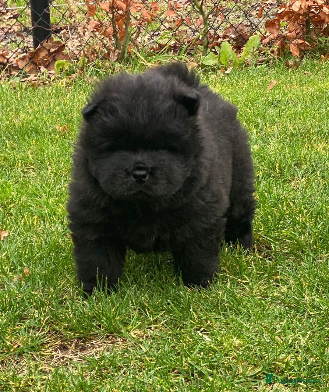Chow Chow honden te koop: Nog 2 chow chow pups beschikbaar - Advertentie 8
