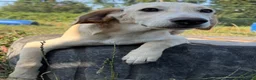 Kruising honden te koop: Jacco - Advertentie 8