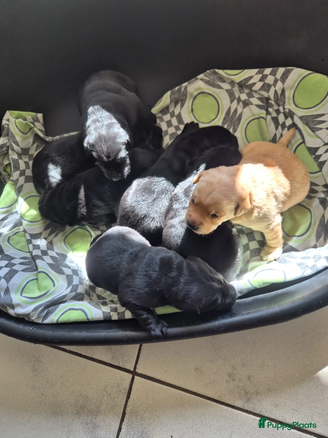 Labrador Retriever honden te koop: Prachtige Labradors - Advertentie 2