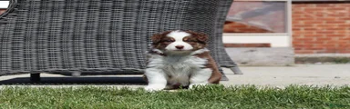 Australian Shepherd Puppy 1