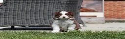 Australian Shepherd honden te koop: Australische herder pups huiselijk opgevoed  - Advertentie 7