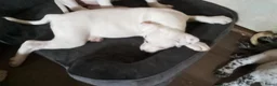 Kruising honden te koop: American bully x pups  - Advertentie 6