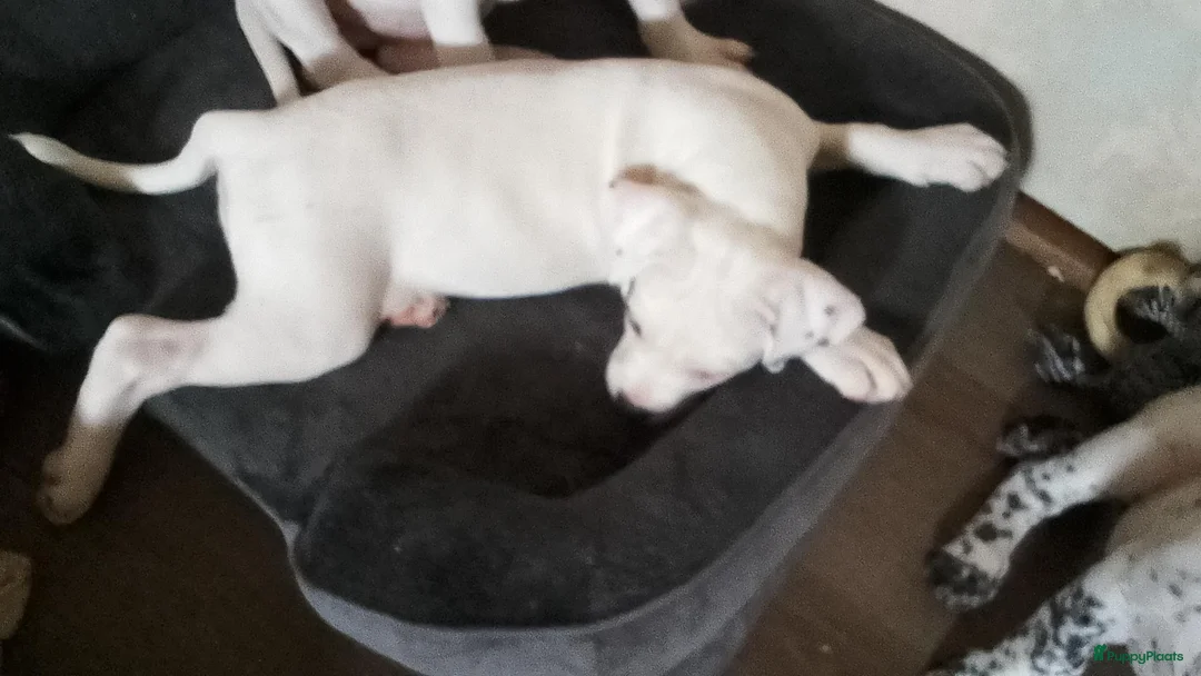 Kruising honden te koop: American bully x pups  - Advertentie 6