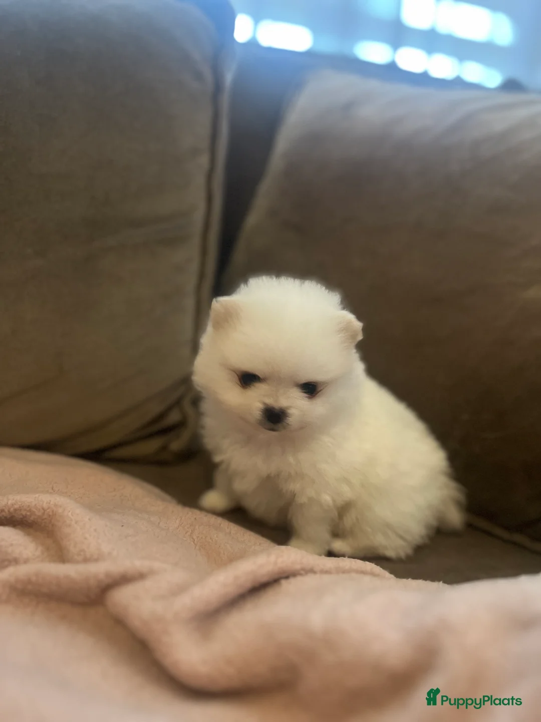 Pomeriaan honden ter dekking: Mooi dekreu pomeriaan (niet te koop) - Advertentie 11