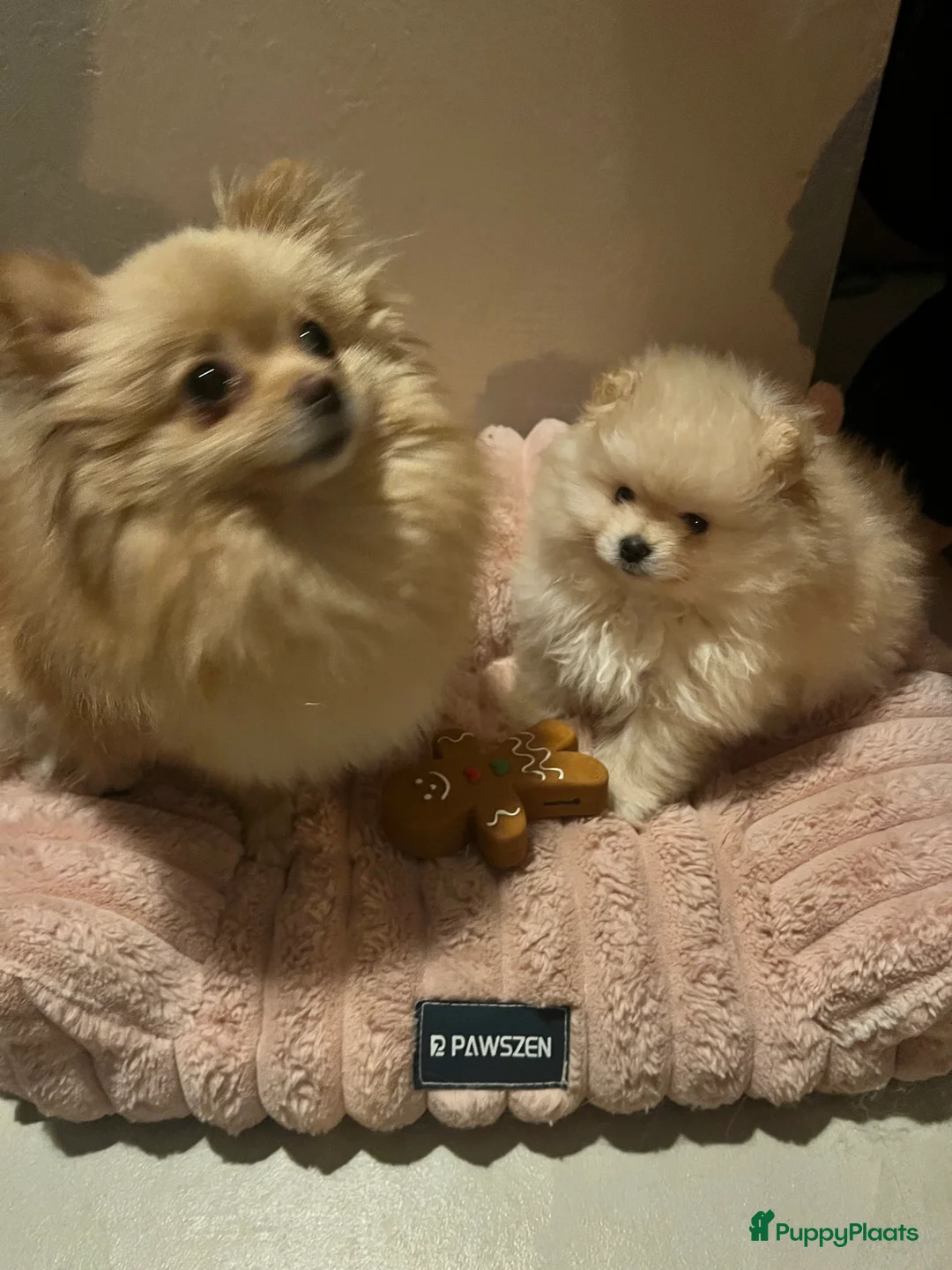 Pomeriaan honden te koop: Pomeriaan Reu - Advertentie 5